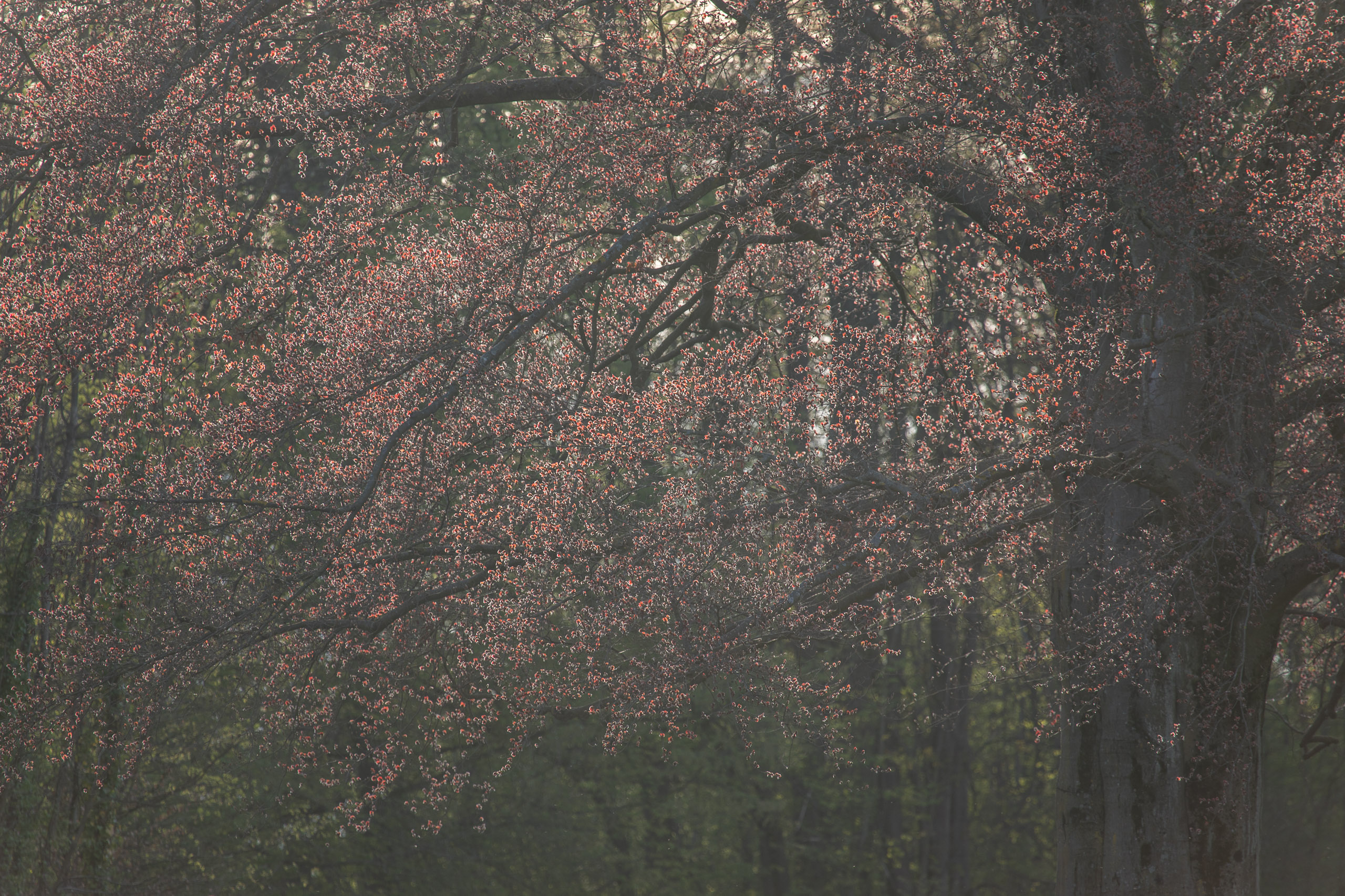 20180414185616 RD4 0628